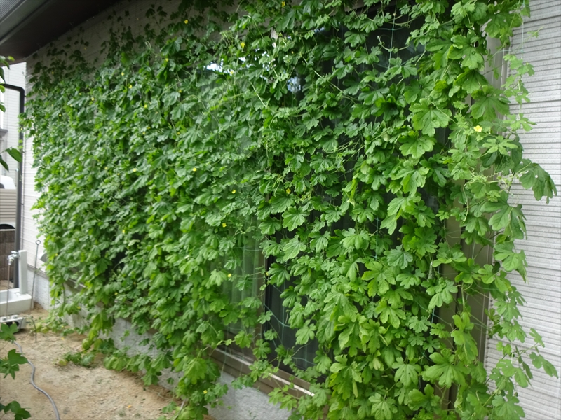 大きくなった.JPG